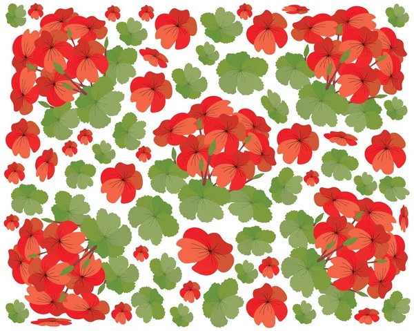 Belle Fleur Illustration Bunch Belles Fleurs Géranium Rouge Pelargonium Graveolens — Image vectorielle