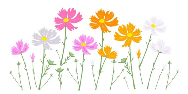 Symbol Love Illustration Bright Beautiful Colorful Cosmos Flowers Cosmos Bipinnatus — Stock Vector