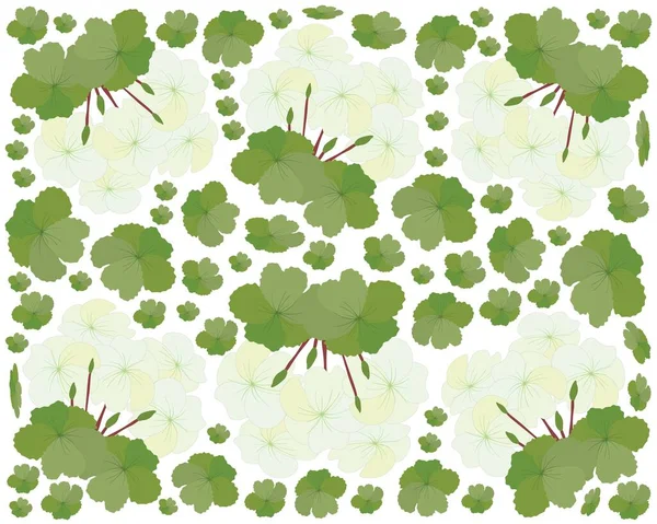 Schöne Blume Illustration Bündel Von Schönen Weißen Geranienblüten Oder Pelargonien — Stockvektor