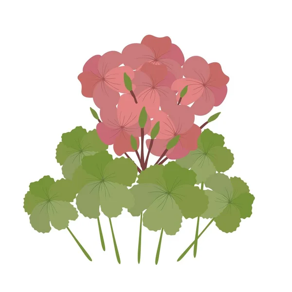 Belle Fleur Illustration Bunch Belles Fleurs Géranium Rouge Pelargonium Graveolens — Image vectorielle