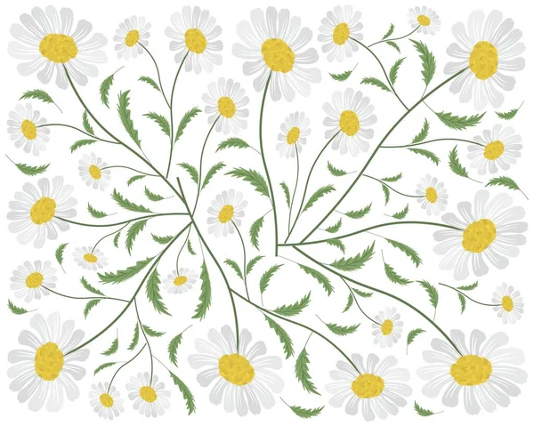 爱情的象征 明亮美丽的白色菊花或Gerbera花的背景 — 图库矢量图片