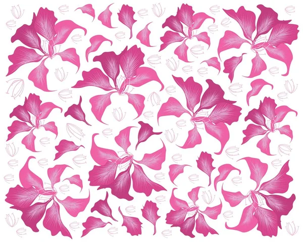 Krásná Květina Ilustrace Pozadí Růžové Bauhinia Purpurea Nebo Růžová Orchidej — Stockový vektor