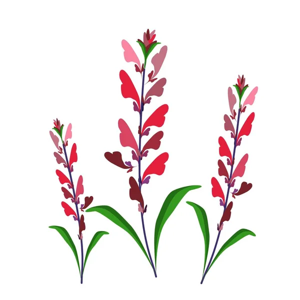 Mooie Bloem Illustratie Van Rode Salie Bloemen Salvia Sclarea Bloem — Stockvector