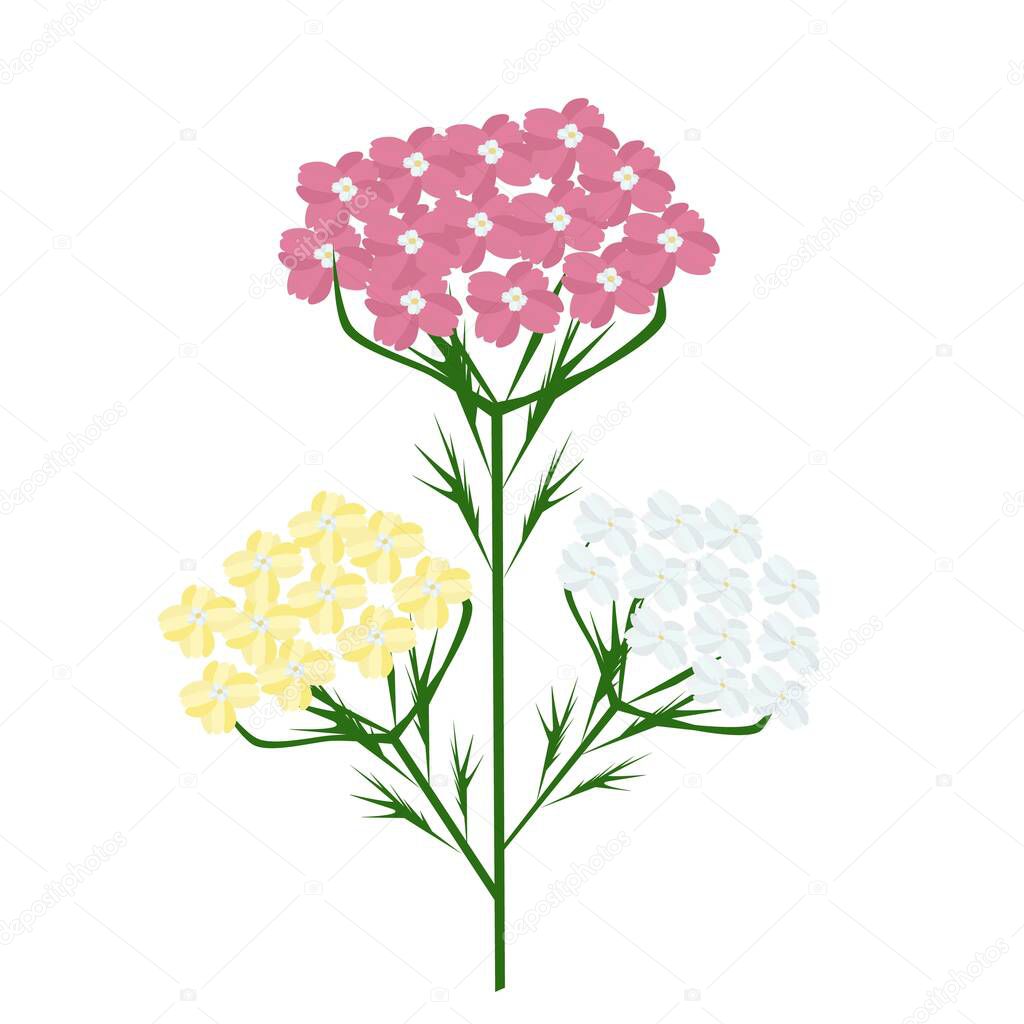 Herbal Flower and Plant, Illustration of Achillea Millefolium or Yarrow Plants Used for Traditional Medicine and Herbal Mixture in The Flavoring of Beer