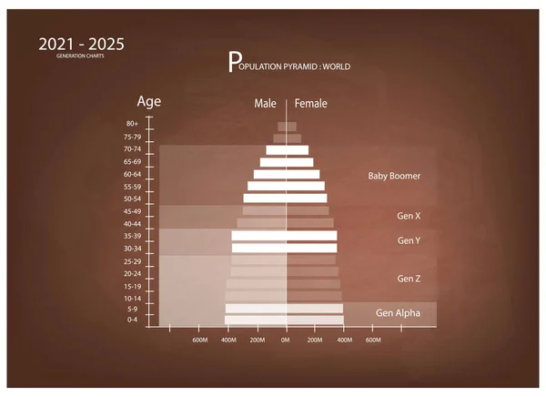 2021年至2025年出生人口与人口统计 人口金字塔图或婴儿潮一代年龄结构图 Gen Gen Gen Z和Gen Alpha — 图库矢量图片#