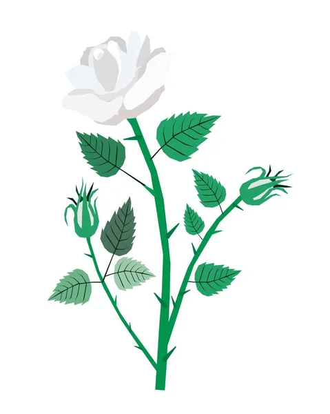 美丽的花朵 白色背景下的美丽的白玫瑰的图解 — 图库矢量图片