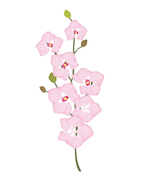 Flor Planta Phalaenopsis Rosado Hermoso Flor Orquídea Doritaenopsis Sobre Fondo — Vector de stock