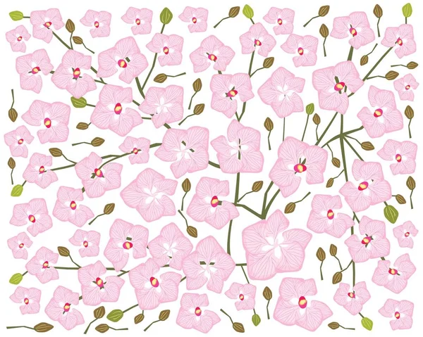Blume Und Pflanze Illustration Hintergrund Der Schönen Rosa Phalaenopsis Oder — Stockvektor