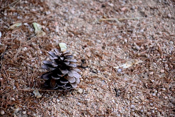 Pinecone — стокове фото