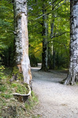 ordesa park içinde ağaçlar