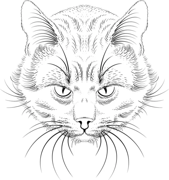 Kočičí Vektorové Umění Ilustrace Shirt Apparel Tetování Design Nebo Oblečení — Stockový vektor