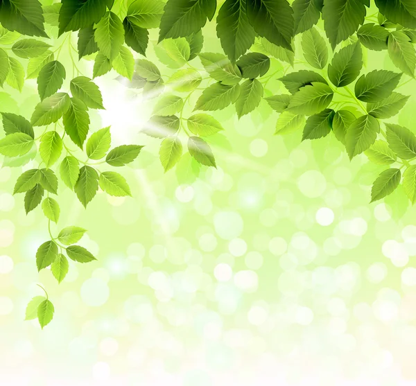 Nyári ág friss zöld levelekkel Vektor Grafikák