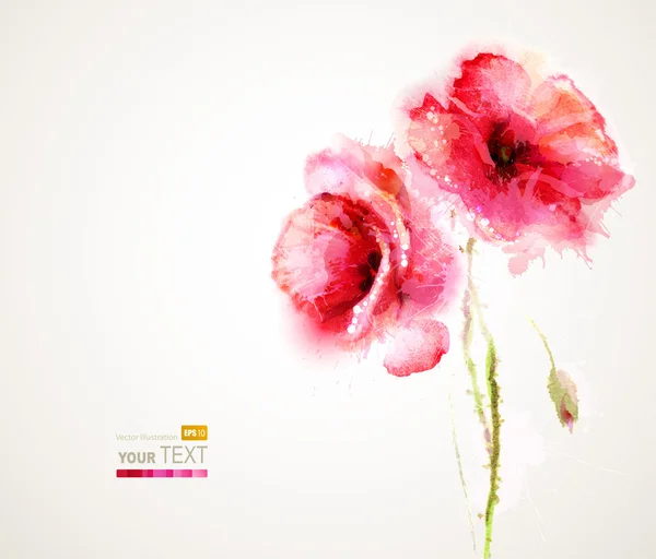 iki çiçekli kırmızı haşhaş.