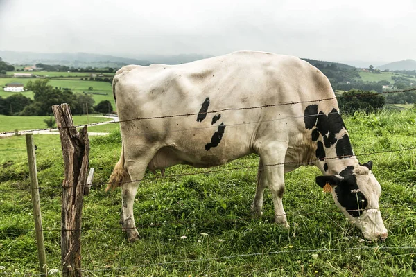 Cow grazing in the green pastures of northern Spain