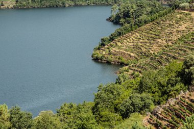 Galiçya 'nın kuzeyindeki Ribeira Sacra' daki üzüm bağları tarafından kaynak gösterilen Sil Kanyonlarının nefes kesici manzarası