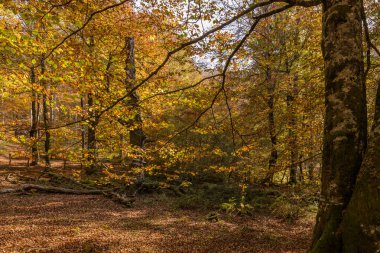 Sonbaharda ormanların karakteristik renkleri kırmızımsı, turuncu ve sarı.