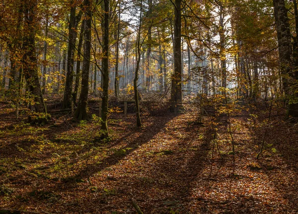 Sonbaharda Ormanların Karakteristik Renkleri Kırmızımsı Turuncu Sarı — Stok fotoğraf