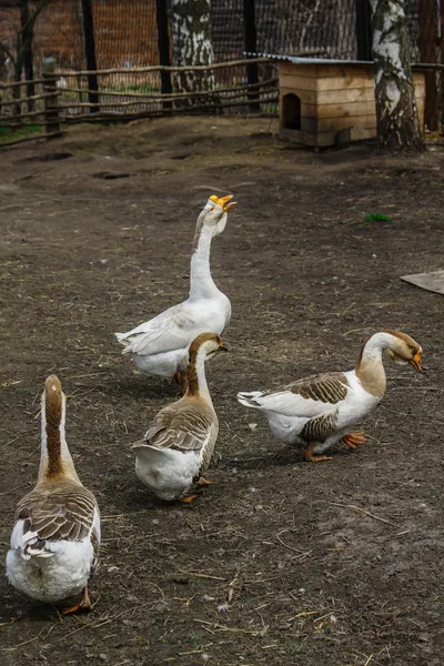 Geese walk in the village — Stock Photo, Image