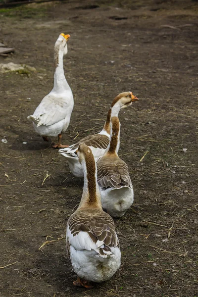 Gänse spazieren im Dorf — Stockfoto