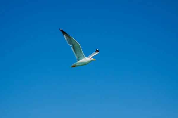 空を飛ぶカモメ — ストック写真