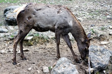 veado de desvanecimento nas montanhas