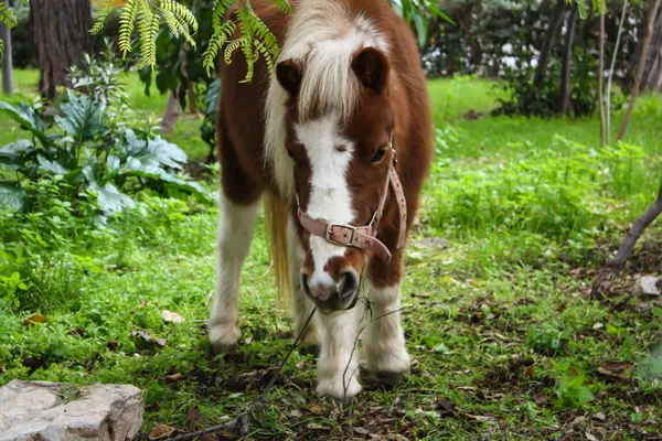 Pony grazing in the forest — Stock Photo, Image