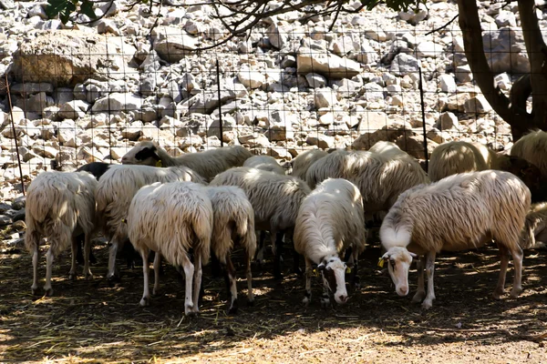 Eine Herde weidender Schafe lizenzfreie Stockfotos