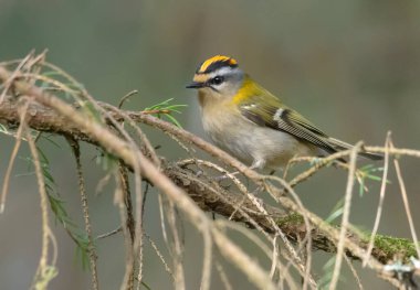 İlkbaharda kuru bir levrekte poz veren Erkek Yaygın Firecrest (Regulus ignicapilla) 