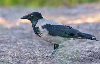 Yetişkin kukuletalı karga (Corvus cornix) bahar sabahı toprakta durur 