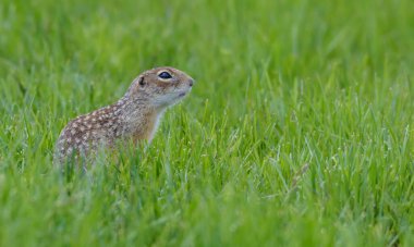 Benekli yer sincabı veya benekli souslik (Spermophilus suslicus) zengin yeşil çayırlarda oturur. 