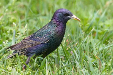 Yaygın Starling (Sturnus vulgaris) bahar çimenlerinde yürür ve yiyecek arar. 