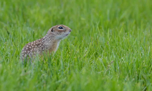 Gesprenkeltes Ziesel Oder Fleckhörnchen Spermophilus Suslicus Sitzt Auf Sattgrünem Grasland — Stockfoto