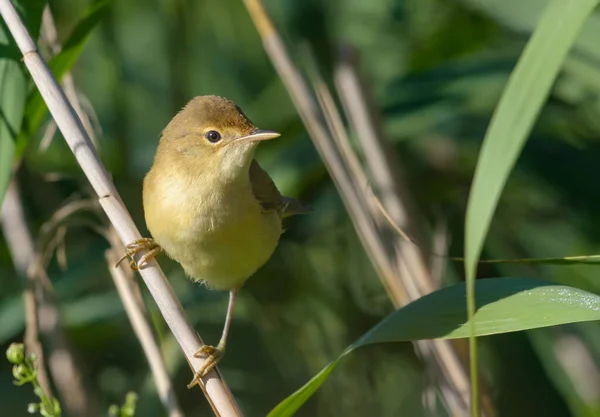 Young Marsh Warbler Acrocephalus Palustris Perched Reed Stems Bushes — Stockfoto