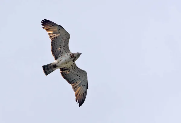 Rövidujjú Kígyó Sas Circaetus Gallicus Szárnyaló Repülés Széles Szárnyakkal Felhős Jogdíjmentes Stock Képek