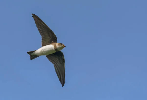 Sand Martin Riparia Riparia Che Sorvola Ricco Cielo Blu Con Foto Stock