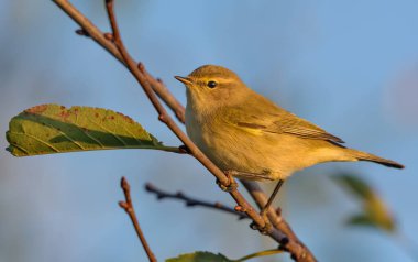 Sık kullanılan chiffchaff (Phylloscopus collybita), günbatımında serin sonbahar zamanında son yaprağıyla küçük bir dal üzerinde poz verir. 