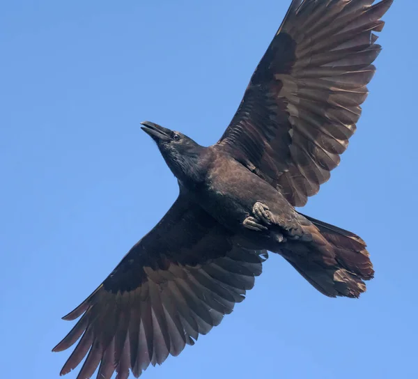 Tight Square Shot Adult Common Raven Corvus Corax Soaring Blue — стоковое фото