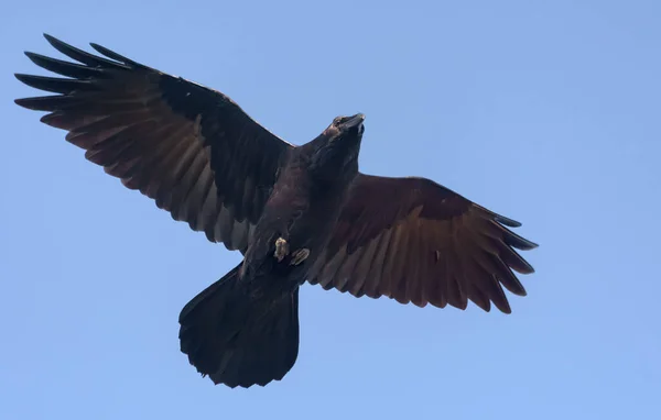 Dospělý Havran Corvus Corax Vznáší Modré Obloze Roztaženými Křídly Ocasem — Stock fotografie