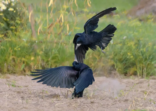 Rook Corvus Frugilegus Attacks Another Rook Fast Flight Spreaded Tail — Stock Photo, Image