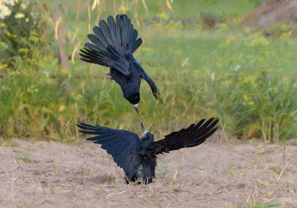 Rook Corvus Frugilegus Dans Une Lutte Acharnée Sur Terrain Pour — Photo