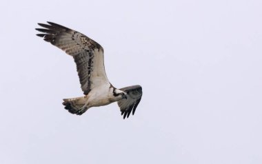Osprey (Pandion haliaetus) uzamış kanatları, bacakları ve kuyruğu ile parlak gökyüzünde uçuyor. 