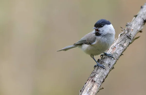 Crying Wiilow Tit Poecile Montanus Wide Open Beak Perched Dry — Stok fotoğraf