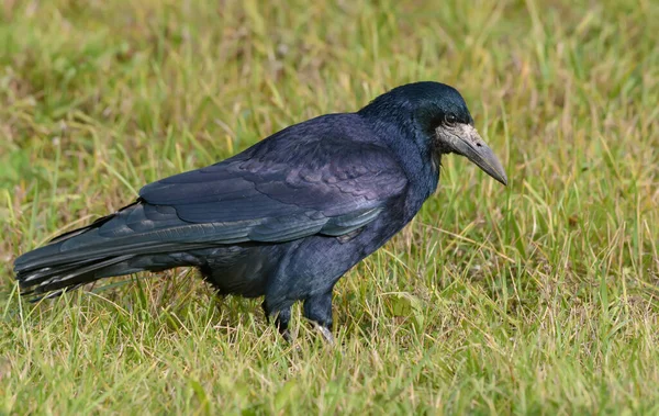 Shiny Glossy Rook Corvus Frugilegus Walks Search Food Grass Field — Stock Photo, Image