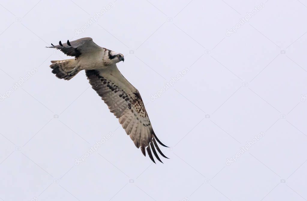 Osprey (Pandion haliaetus) flies in the bright sky with stretched wings, legs and tail 