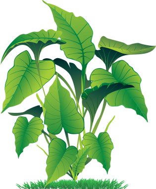 Caladium