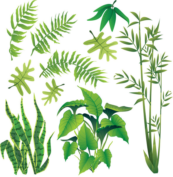 plants