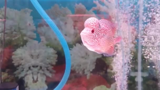 Hermoso Louhan Peces Mascotas Exóticas Acuario Chiclid Cuerno Flores Peces — Vídeo de stock