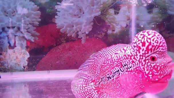 Hermoso Louhan Peces Mascotas Exóticas Acuario Chiclid Cuerno Flores Peces — Vídeos de Stock