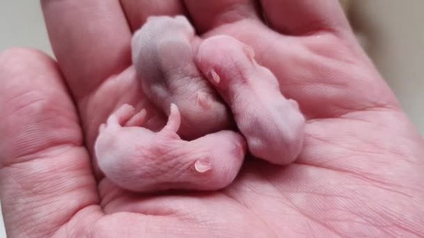 Liten Söt Baby Hamster Handen Gnagare Domesticerad Sällskapsdjur Ovanifrån — Stockvideo
