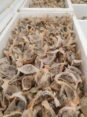 İşlenmemiş taze Kırlangıç Yuvası, yenilebilir Asya yemeği.